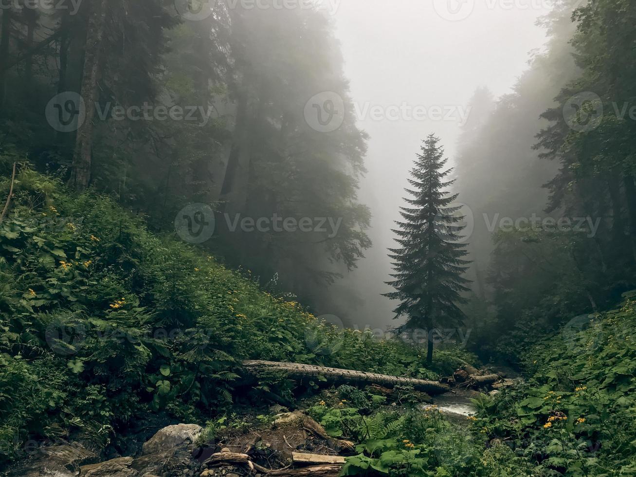 bela floresta das montanhas do Cáucaso no nevoeiro. Rússia foto