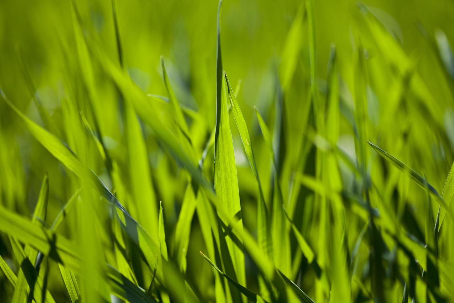 campo de grama verde foto