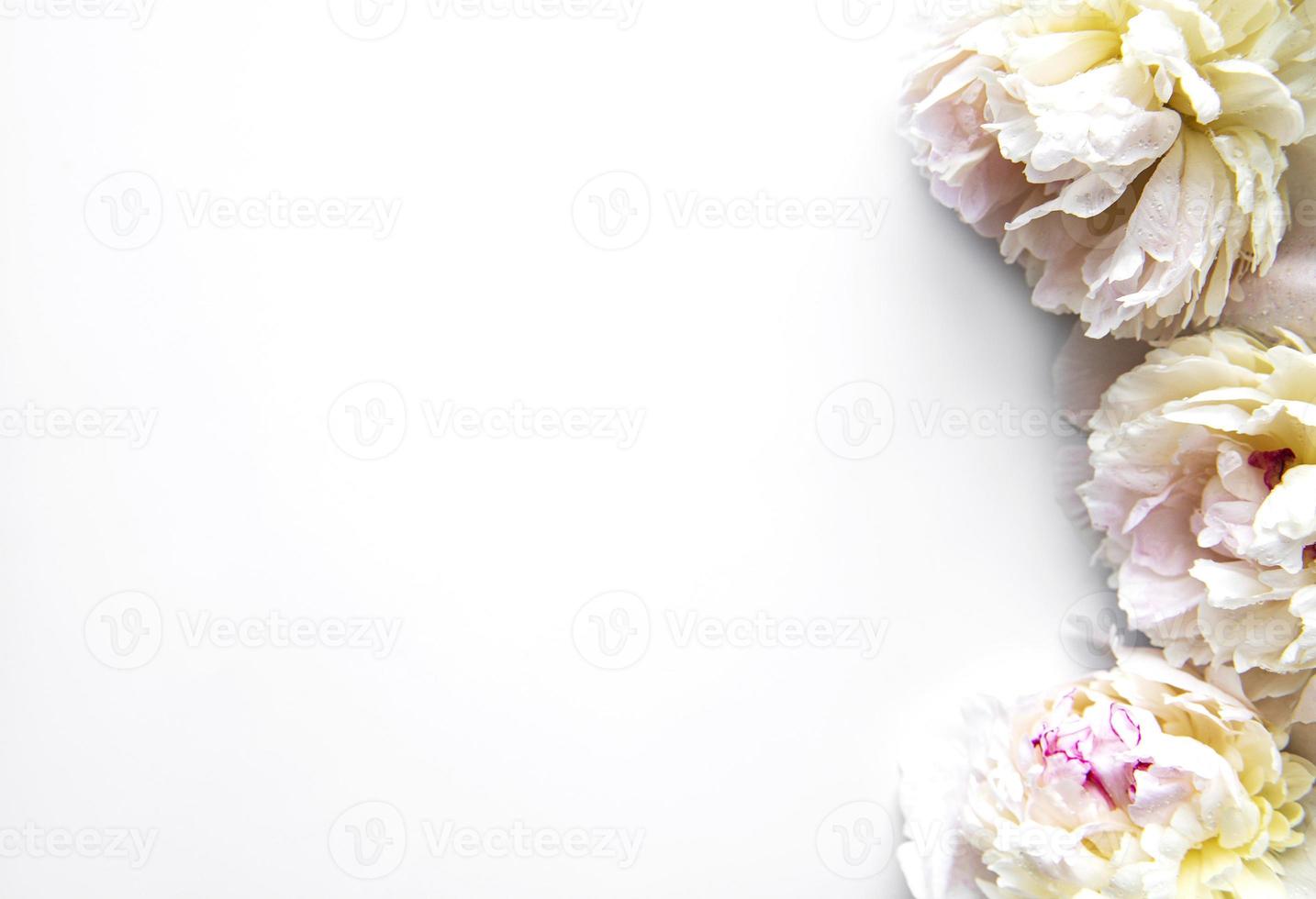 flores peônia em um fundo branco foto
