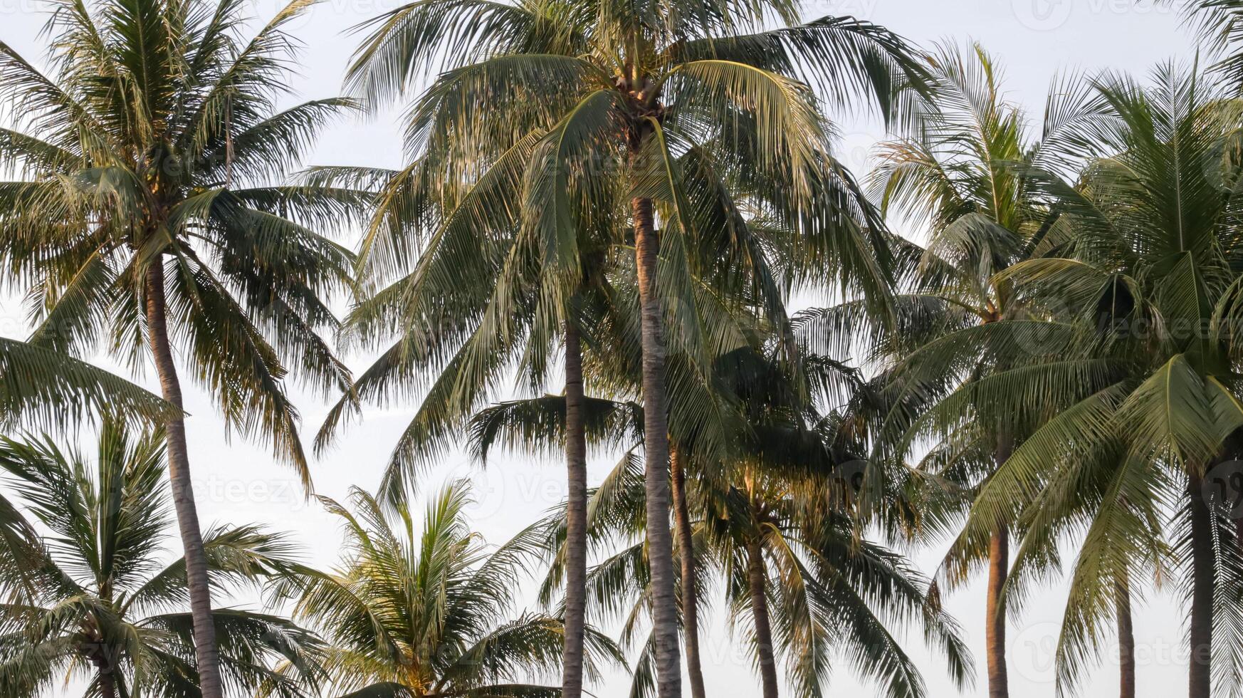 lindo tropical coco árvore e azul céu às a de praia para fundo e pano de fundo. foto