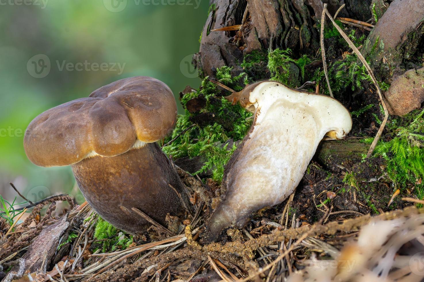 exibição de detalhes de uma tampa de leite com fuligem de cogumelo comestível marrom inteiro e dividido foto