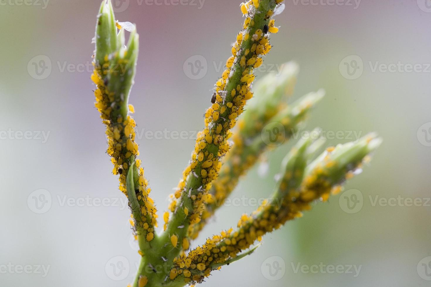 pulgões em plantas em madri espanha foto