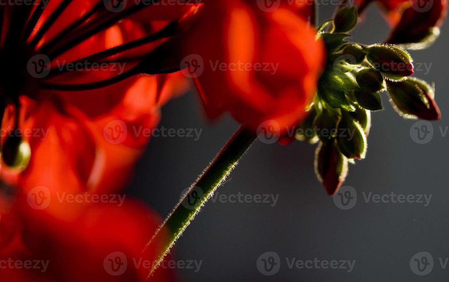 detalhes de flores de gerânio em um jardim de madri, espanha foto
