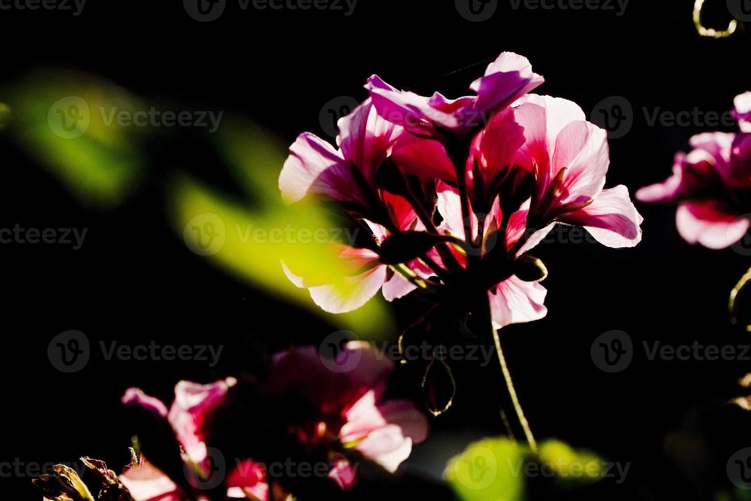 detalhes de flores de gerânio em um jardim de madri, espanha foto