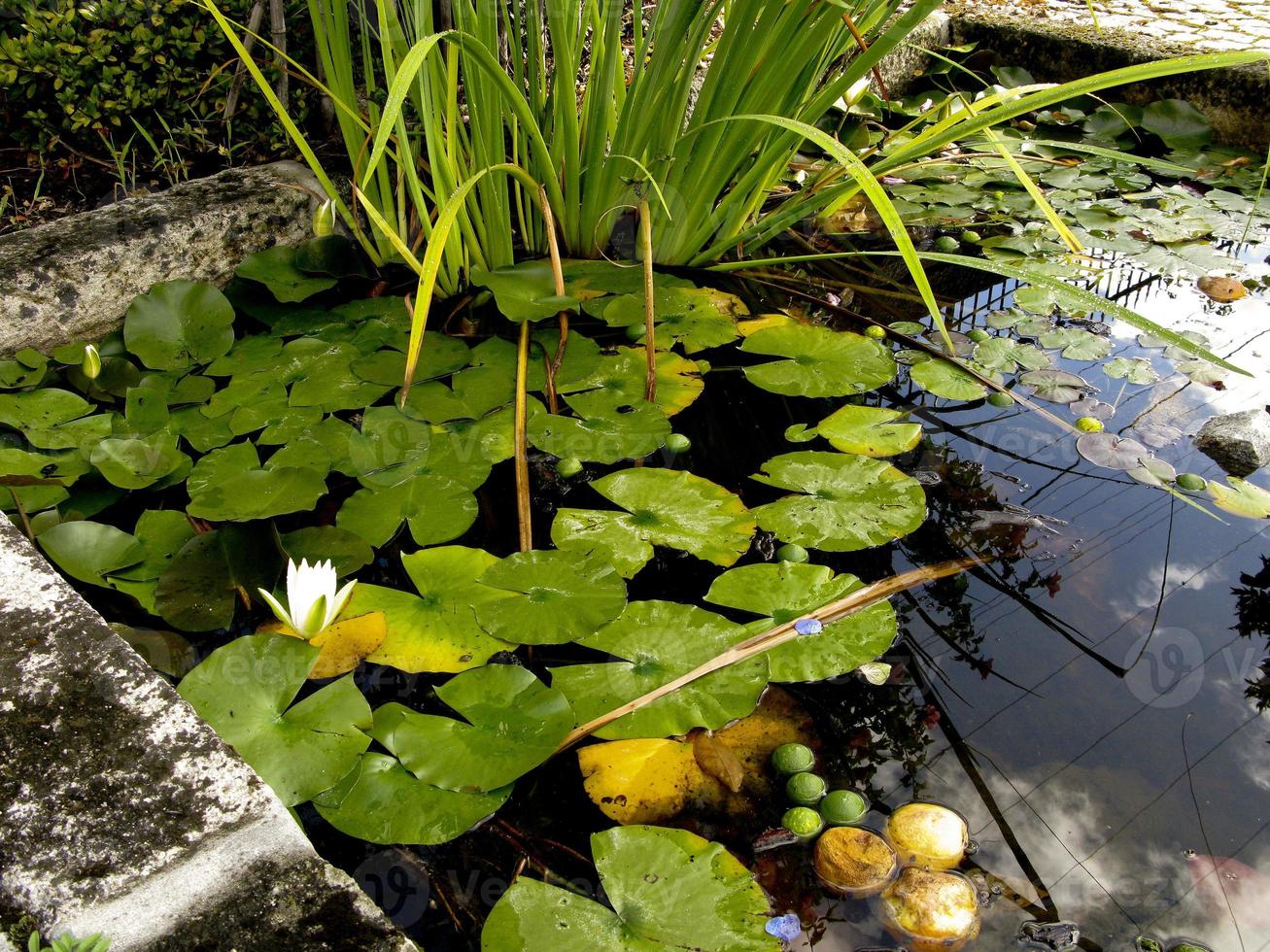 pequeno lago de pedra com plantas aquáticas, num jardim em portugal foto