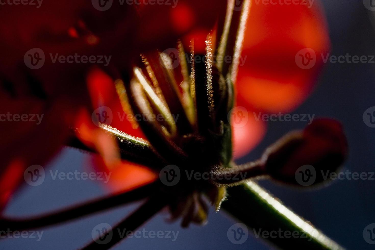 detalhes de flores de gerânio em um jardim de madri, espanha foto