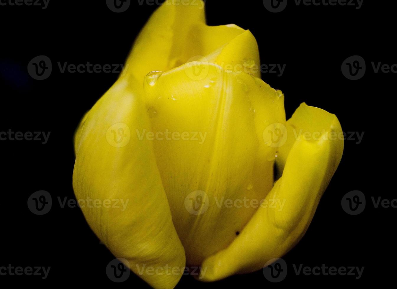 detalhes de uma flor de tulipa amarela no jardim, madri espanha foto