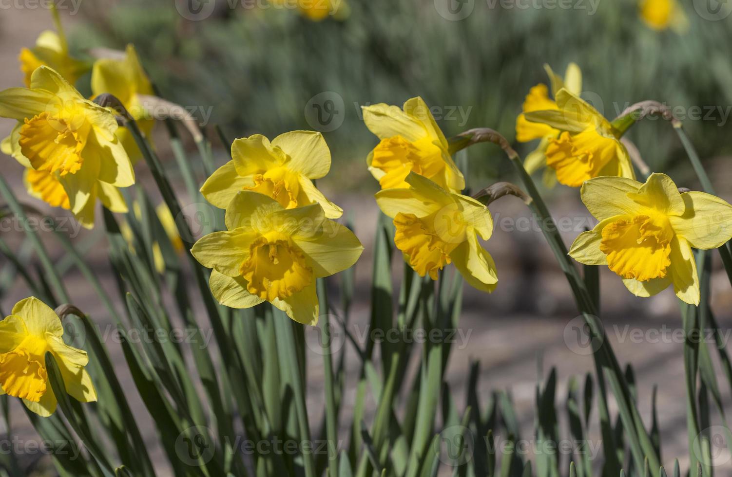 flor de narciso amarelo na primavera, espanha foto