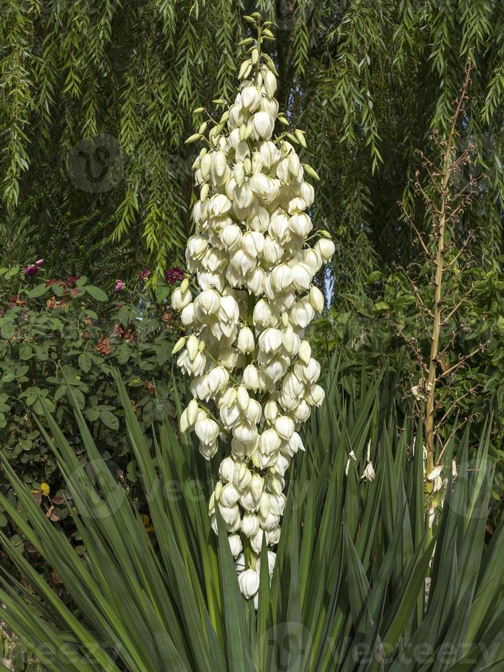 iúca em flor na andaluzia, espanha foto