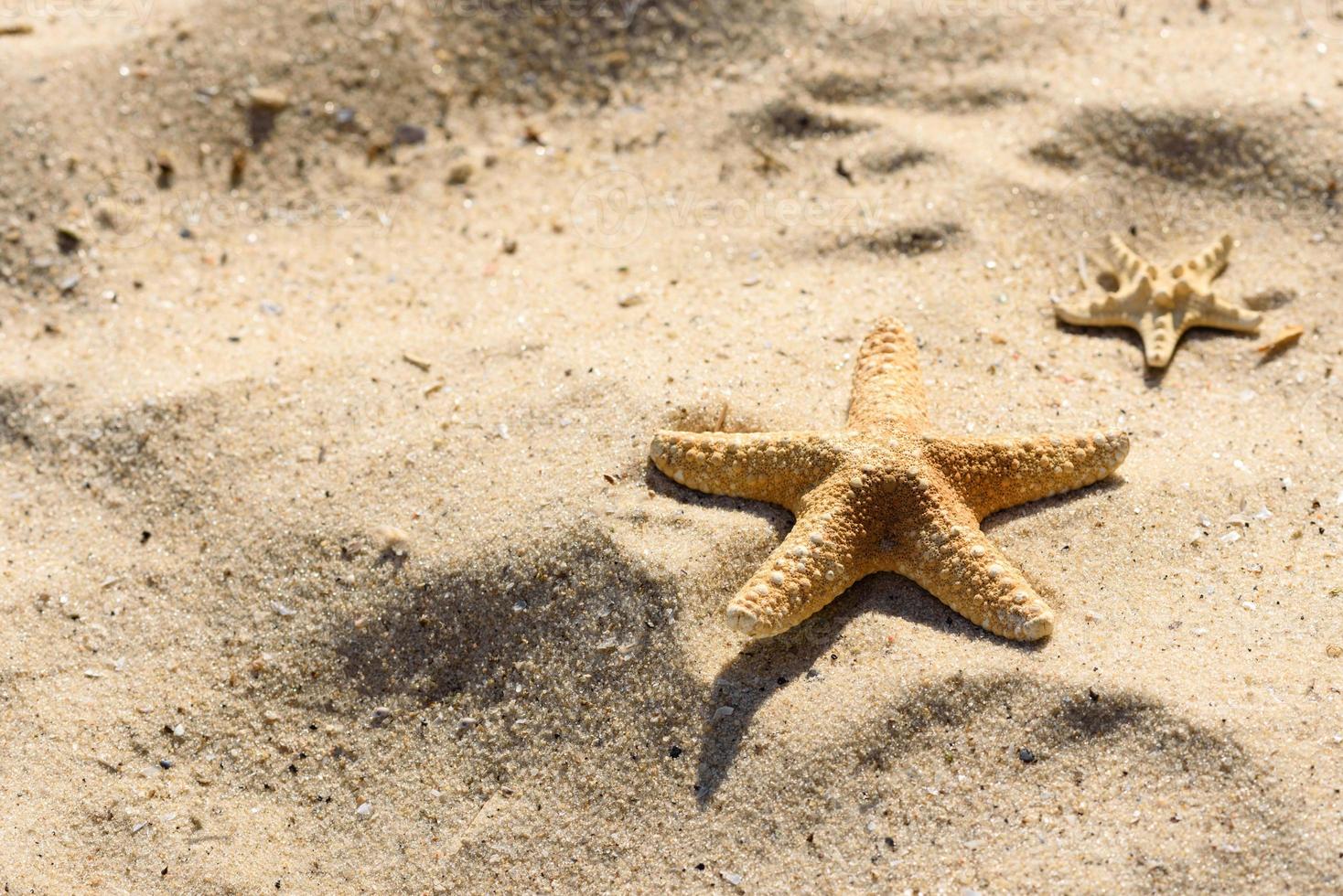 estrela do mar na areia no oceano em um dia quente de verão foto