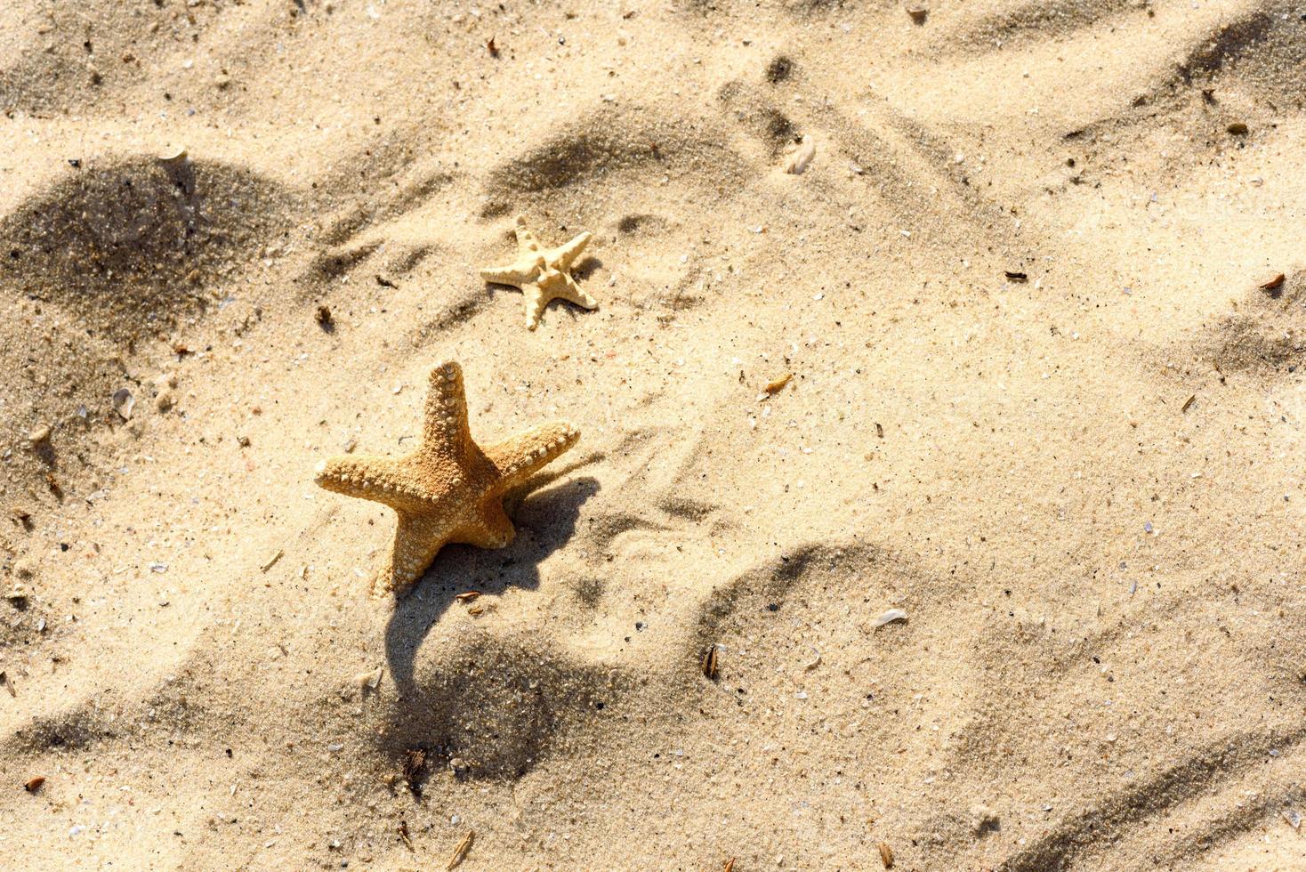 estrela do mar na areia no oceano em um dia quente de verão foto