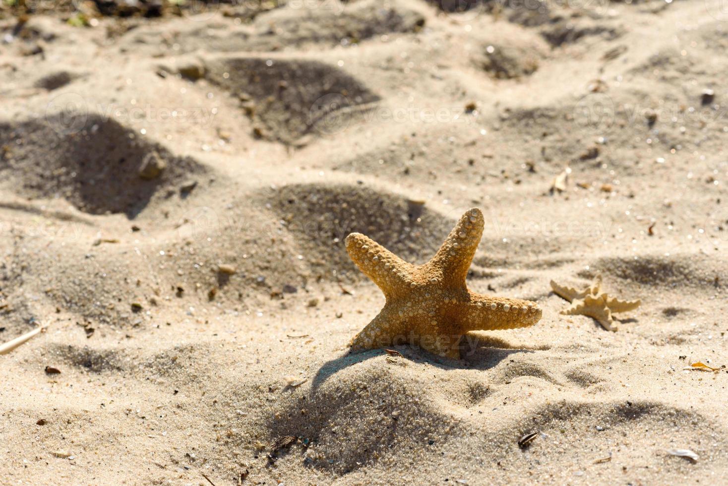 estrela do mar na areia no oceano em um dia quente de verão foto