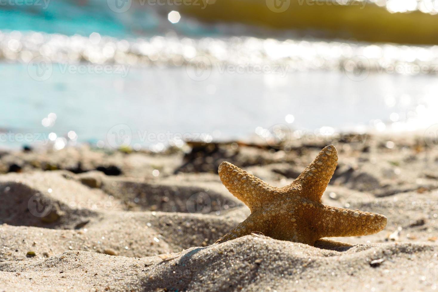estrela do mar na areia no oceano em um dia quente de verão foto