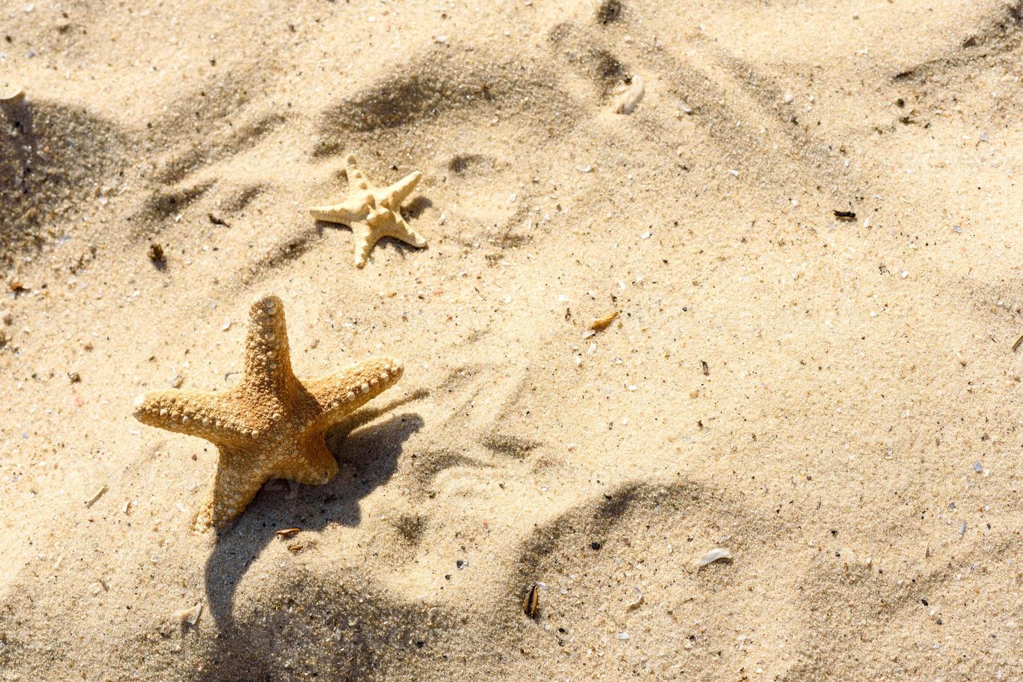 estrela do mar na areia no oceano em um dia quente de verão foto