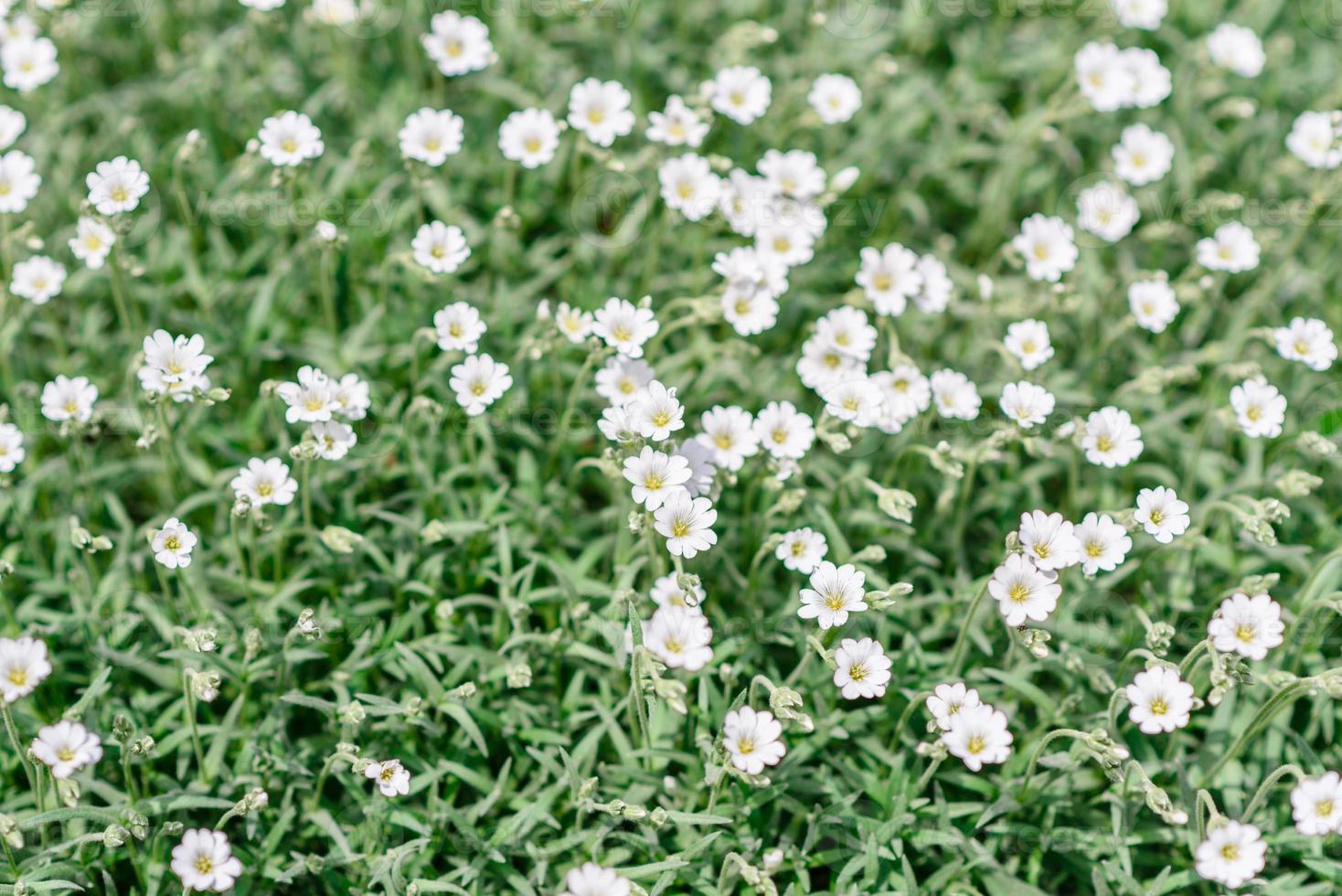 lindas flores brancas no contexto das plantas verdes. fundo de verão foto