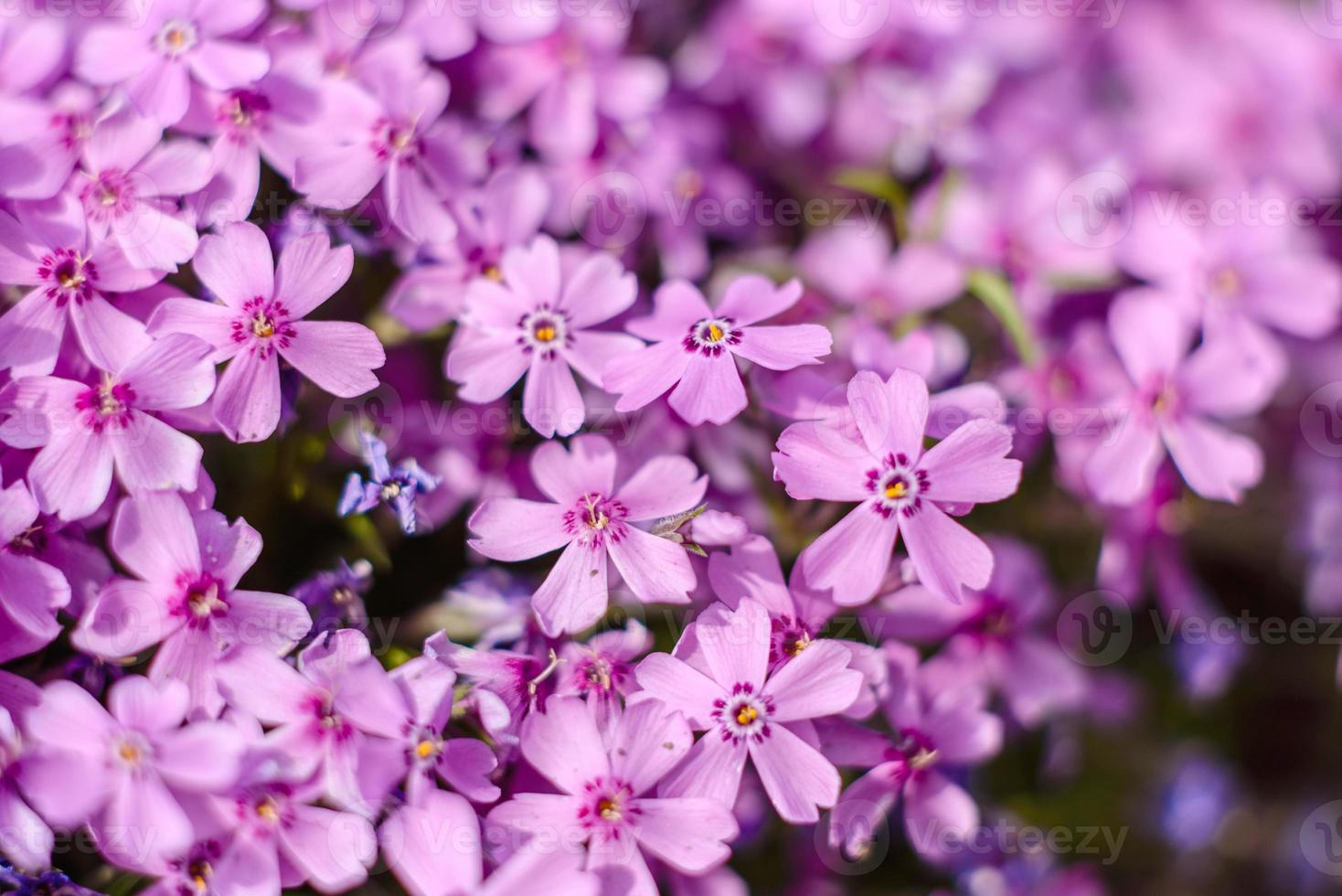 lindas flores cor de rosa no contexto das plantas verdes. fundo de verão. foco suave foto