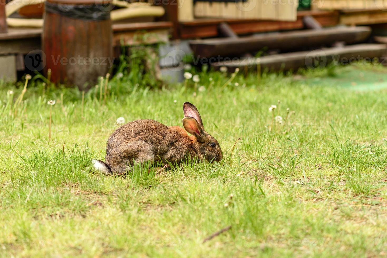 pequena lebre cinza na grama verde suculenta em um prado foto