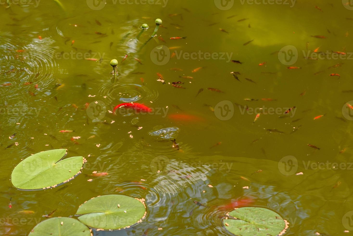 alimentando lindos peixes carpas vermelhas em um lago doméstico foto