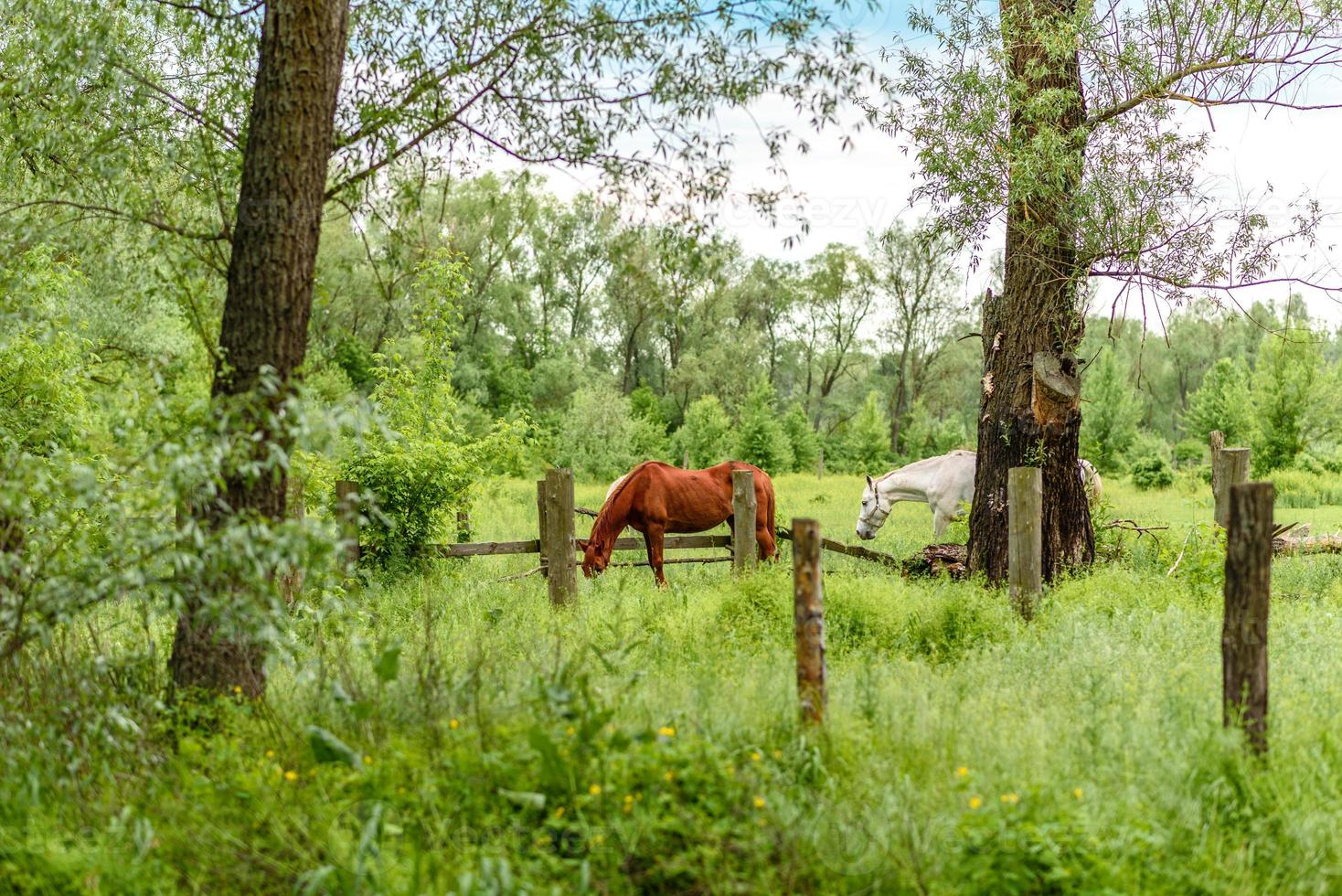 cavalos lindos e bem tratados pastando em um prado de selênio com grama verde suculenta foto