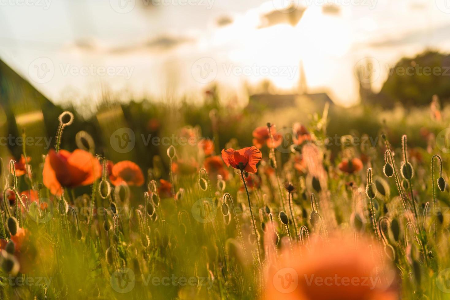 lindas papoulas vermelhas desfocadas em um lindo campo verde de verão foto