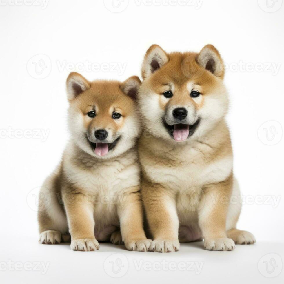 amo y cachorros dentro isolado branco fundo foto