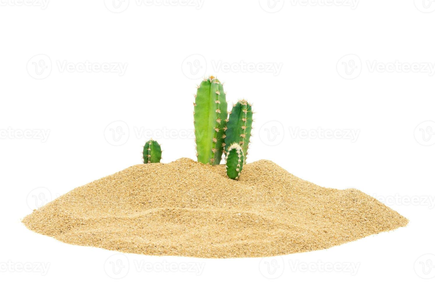 cacto dentro a deserto areia tropical natural plantas isolado em branco fundo foto