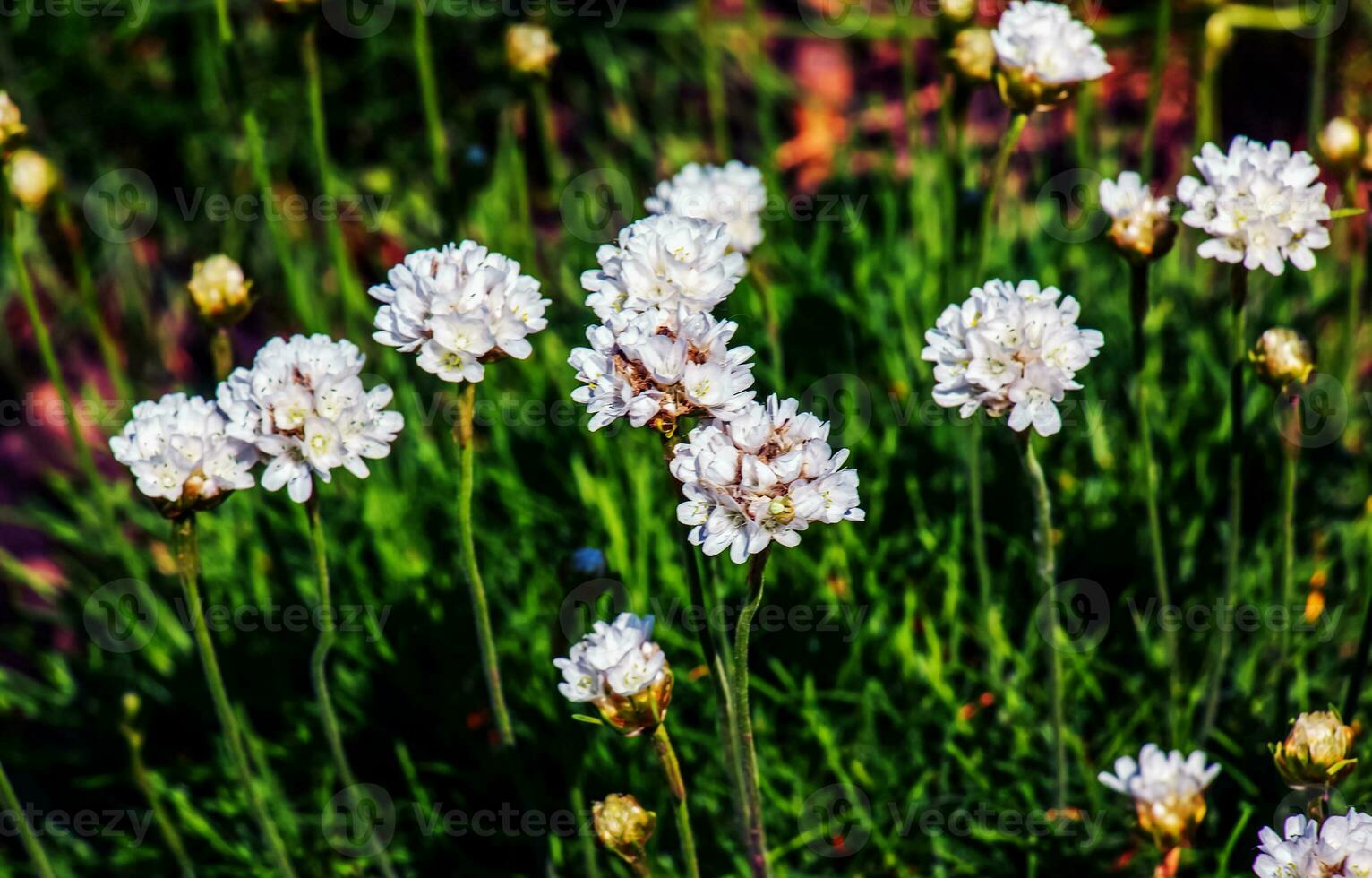 floração plantar. Rosa e branco Arméria maritima 'alba' ou mar economia. Arméria bailarina roxa rosa foto