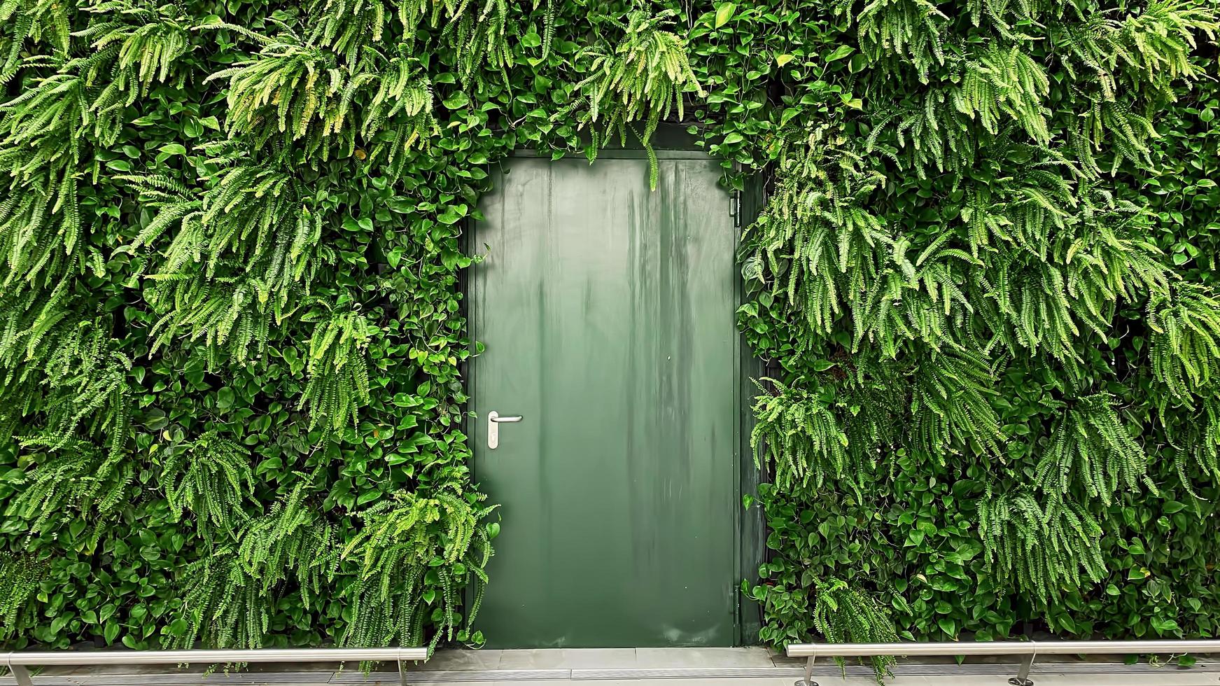 porta de metal verde no fundo de uma parede de plantas verdes foto