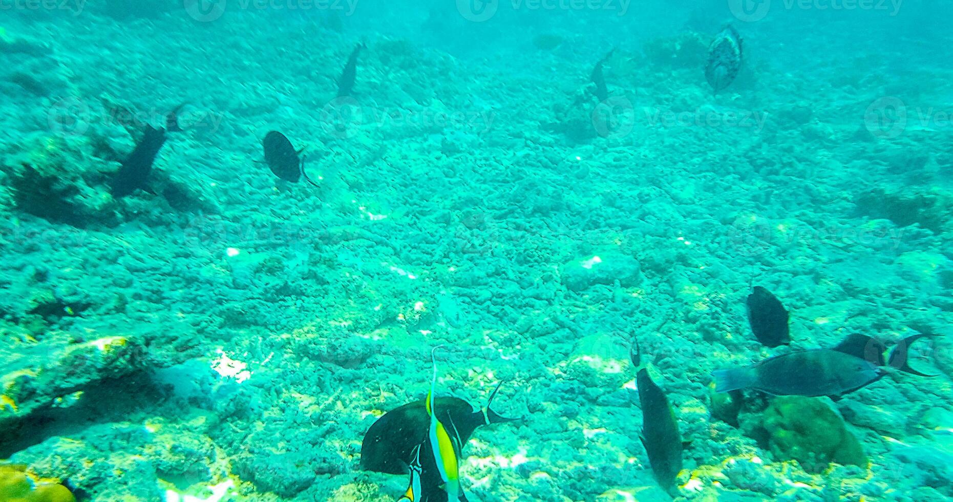 snorkeling embaixo da agua Visualizações peixe corais turquesa água Rasdhoo ilha Maldivas. foto