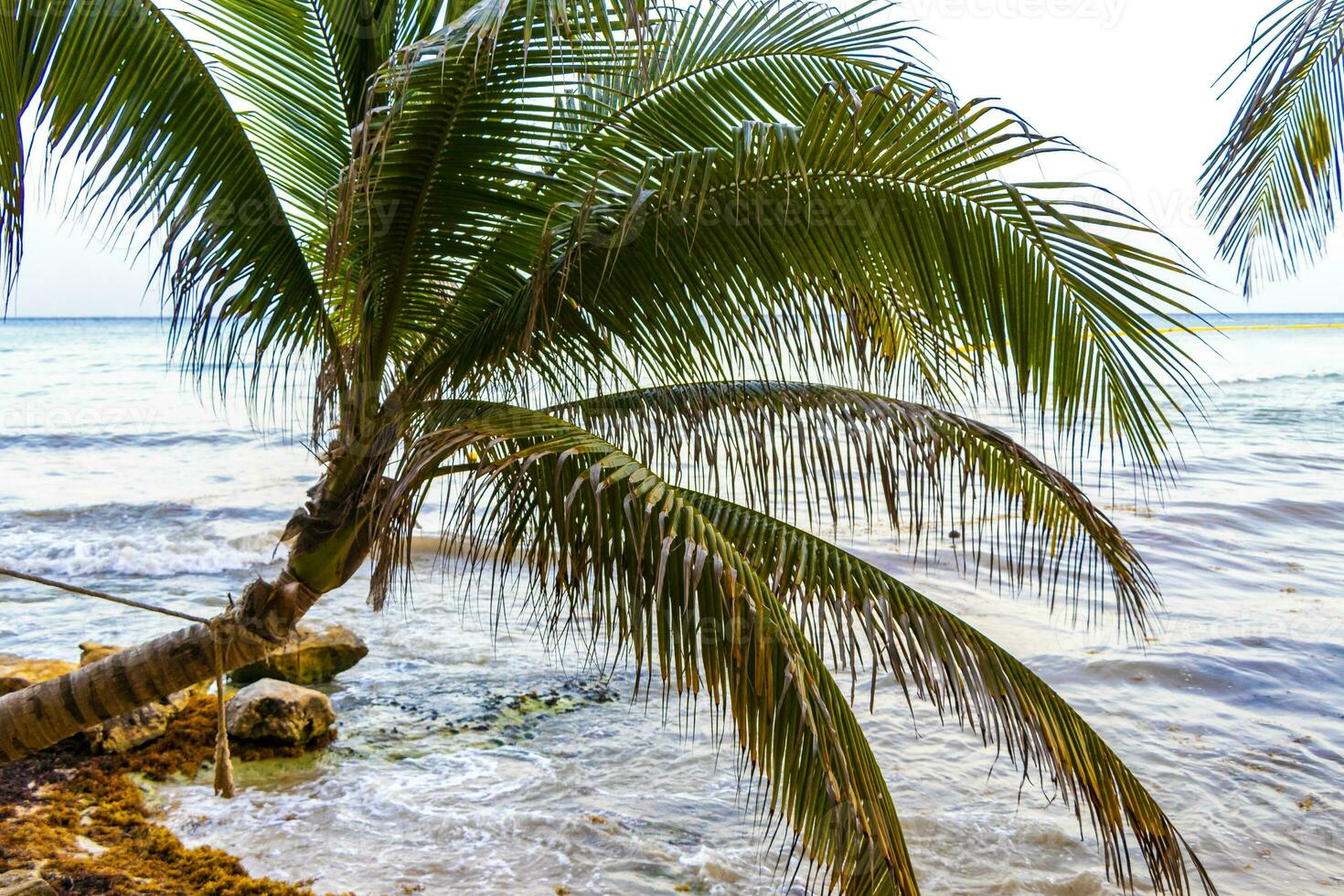 tropical natural Palma árvore cocos azul céu dentro xcalacoco México. foto