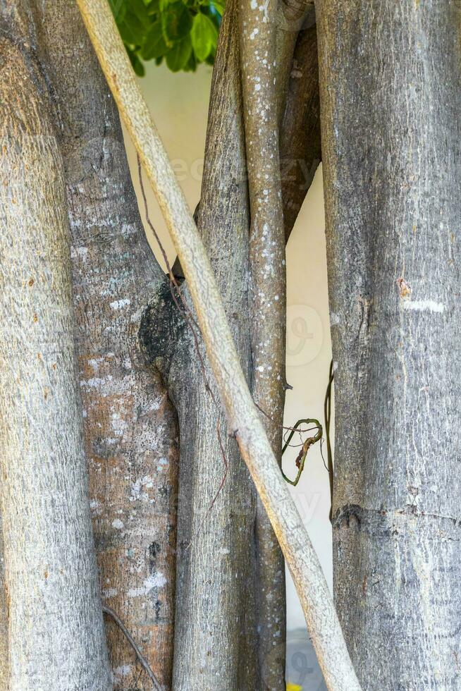 enorme linda ficus maxima figueira playa del carmen méxico. foto