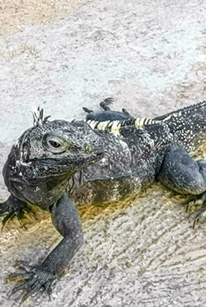 iguana em terra chão dentro porto escondido México. foto