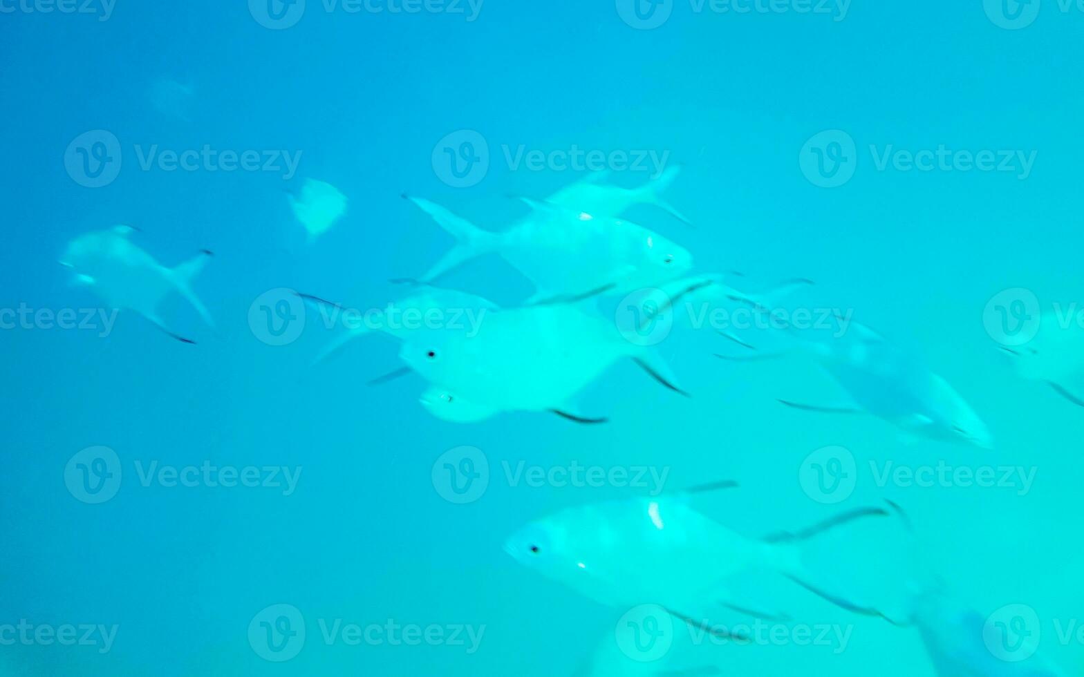 snorkeling embaixo da agua Visualizações peixe corais turquesa água Rasdhoo ilha Maldivas. foto