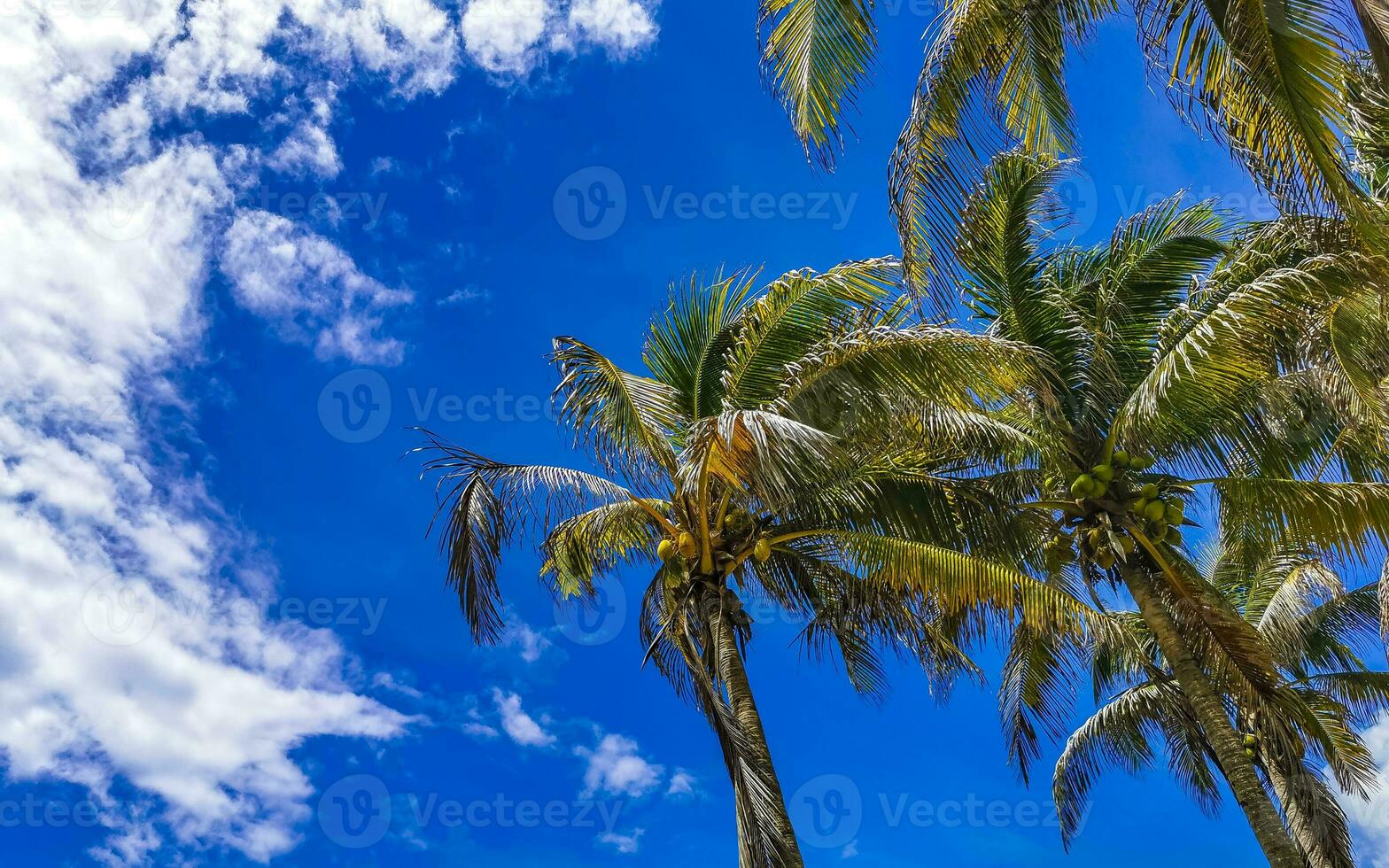 palmeiras tropicais cocos céu azul em tulum méxico. foto