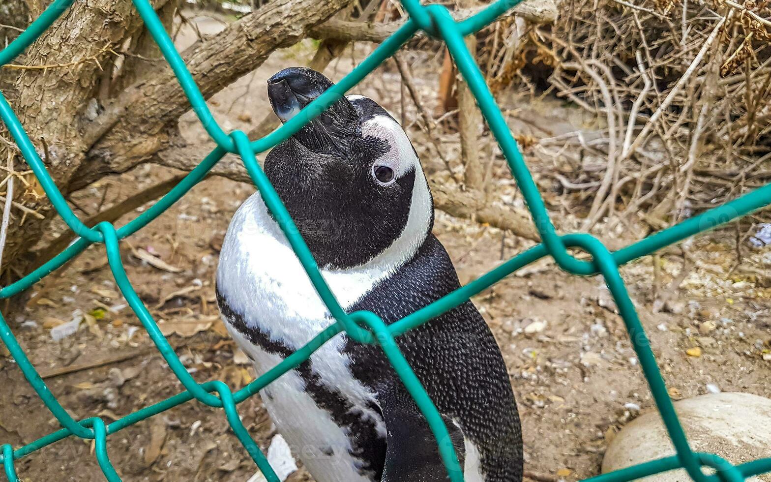 sul africano pinguins colônia do de óculos pinguins pinguim capa cidade. foto