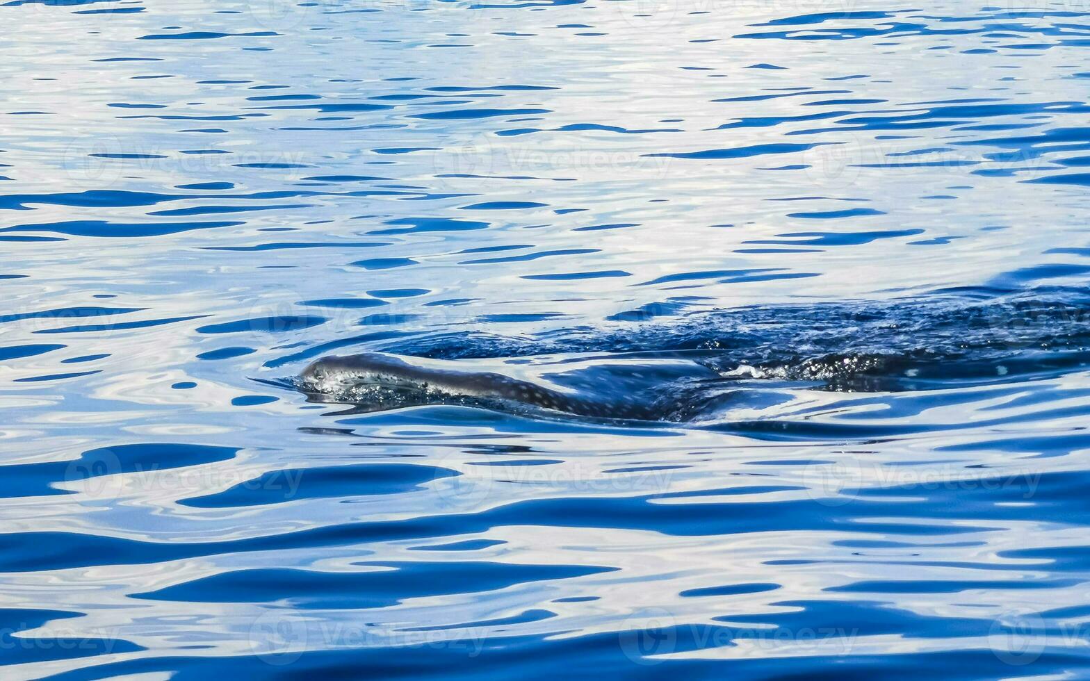 enorme tubarão-baleia nada na superfície da água cancun méxico. foto