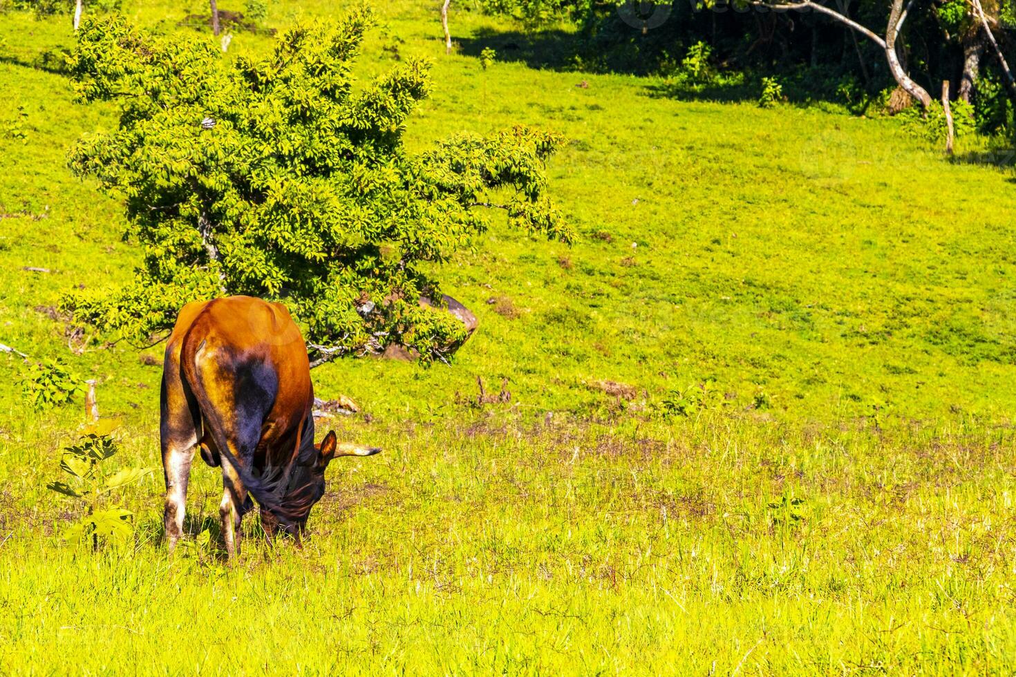 vacas pastar em pasto dentro a montanhas florestas costa rica. foto