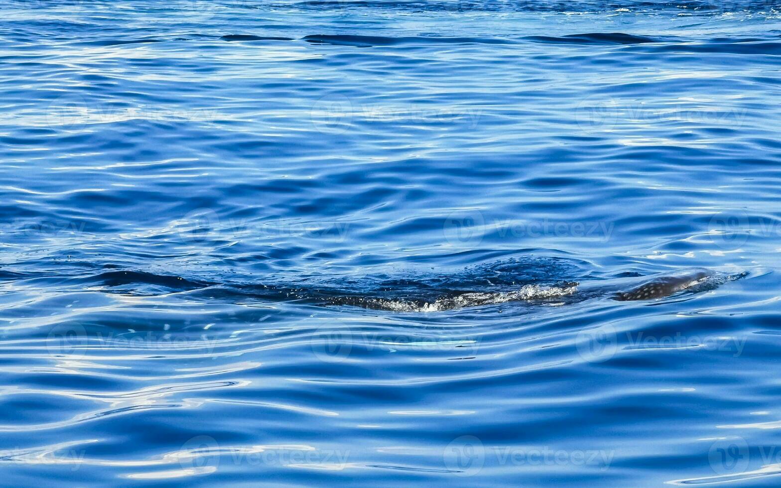 enorme tubarão-baleia nada na superfície da água cancun méxico. foto