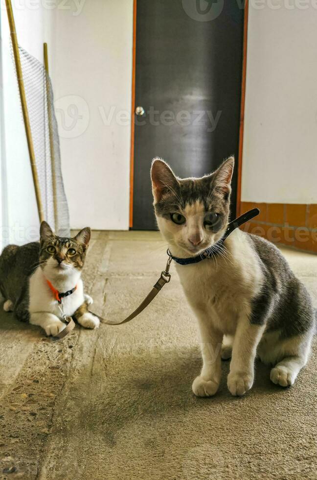 fofa gato gatos amarrado com colarinho dentro México. foto