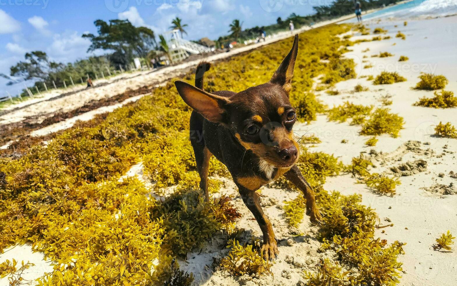 cão engraçado bonito marrom brincalhão na praia méxico. foto