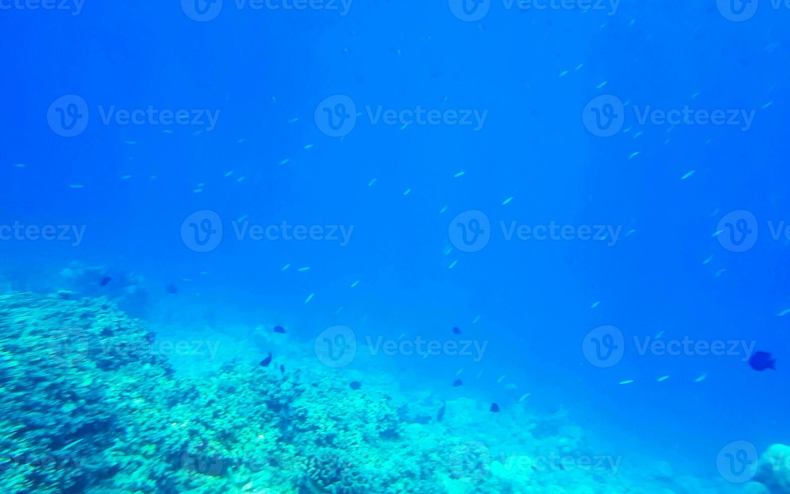 snorkeling embaixo da agua Visualizações peixe corais turquesa água Rasdhoo ilha Maldivas. foto