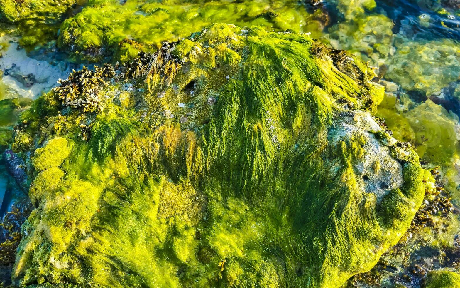 pedras rochas corais turquesa verde azul água na praia méxico. foto