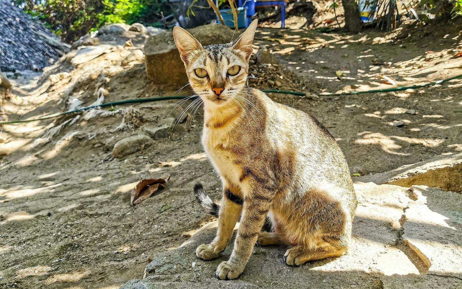 fofa disperso gato vivo lado de fora dentro livre natureza. foto