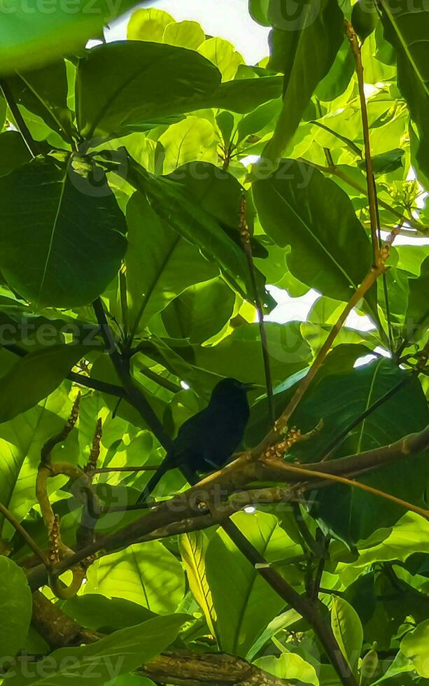 tropical caribe pássaro dentro a exótico natureza e de praia México. foto