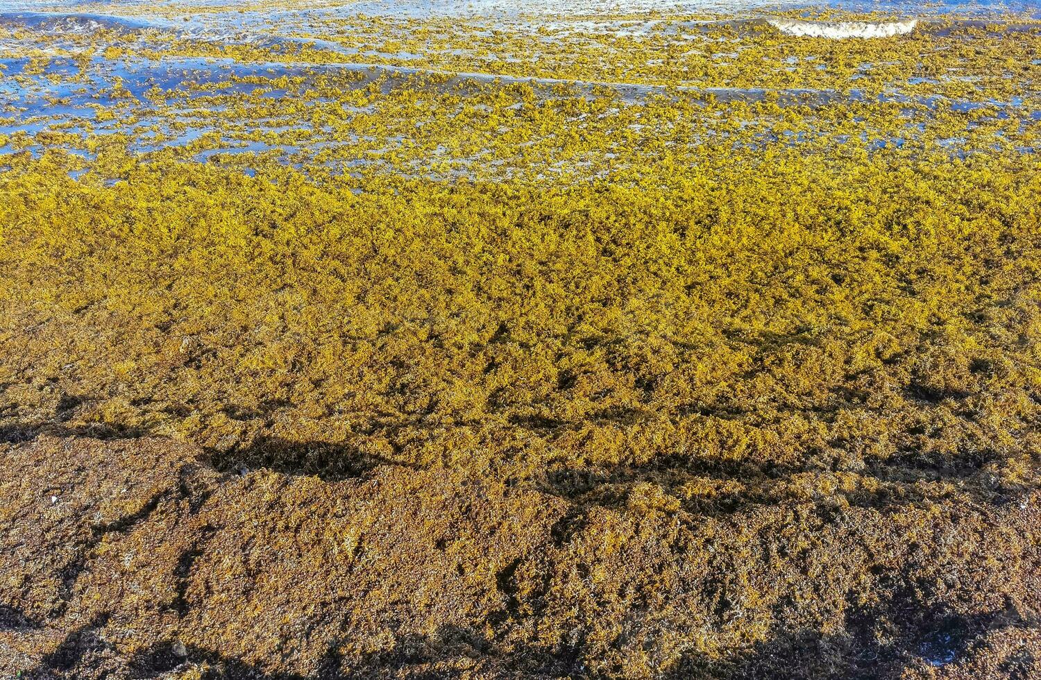 bela praia caribenha totalmente imunda, suja, desagradável, problema de algas, méxico. foto