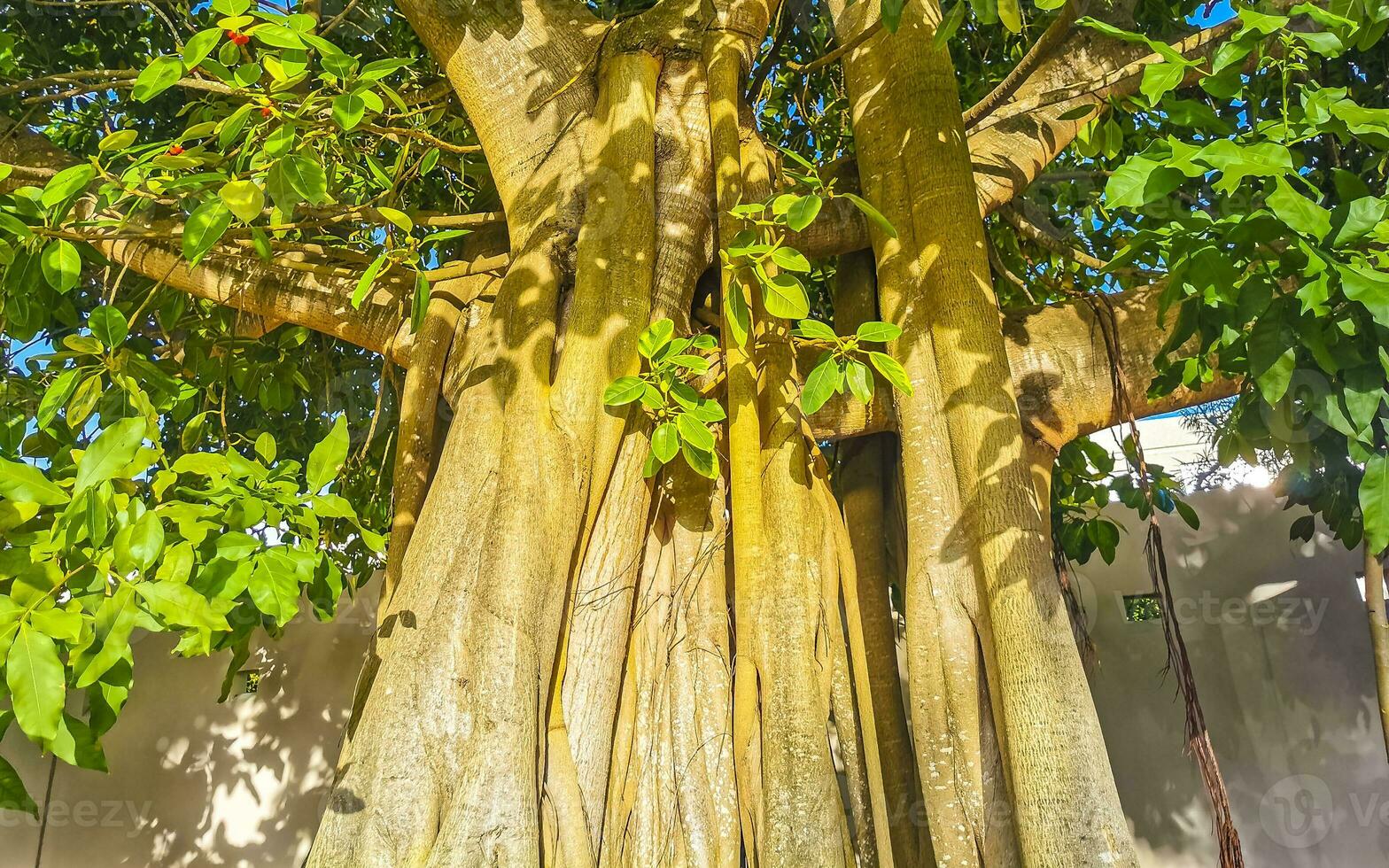 enorme linda ficus maxima figueira playa del carmen méxico. foto