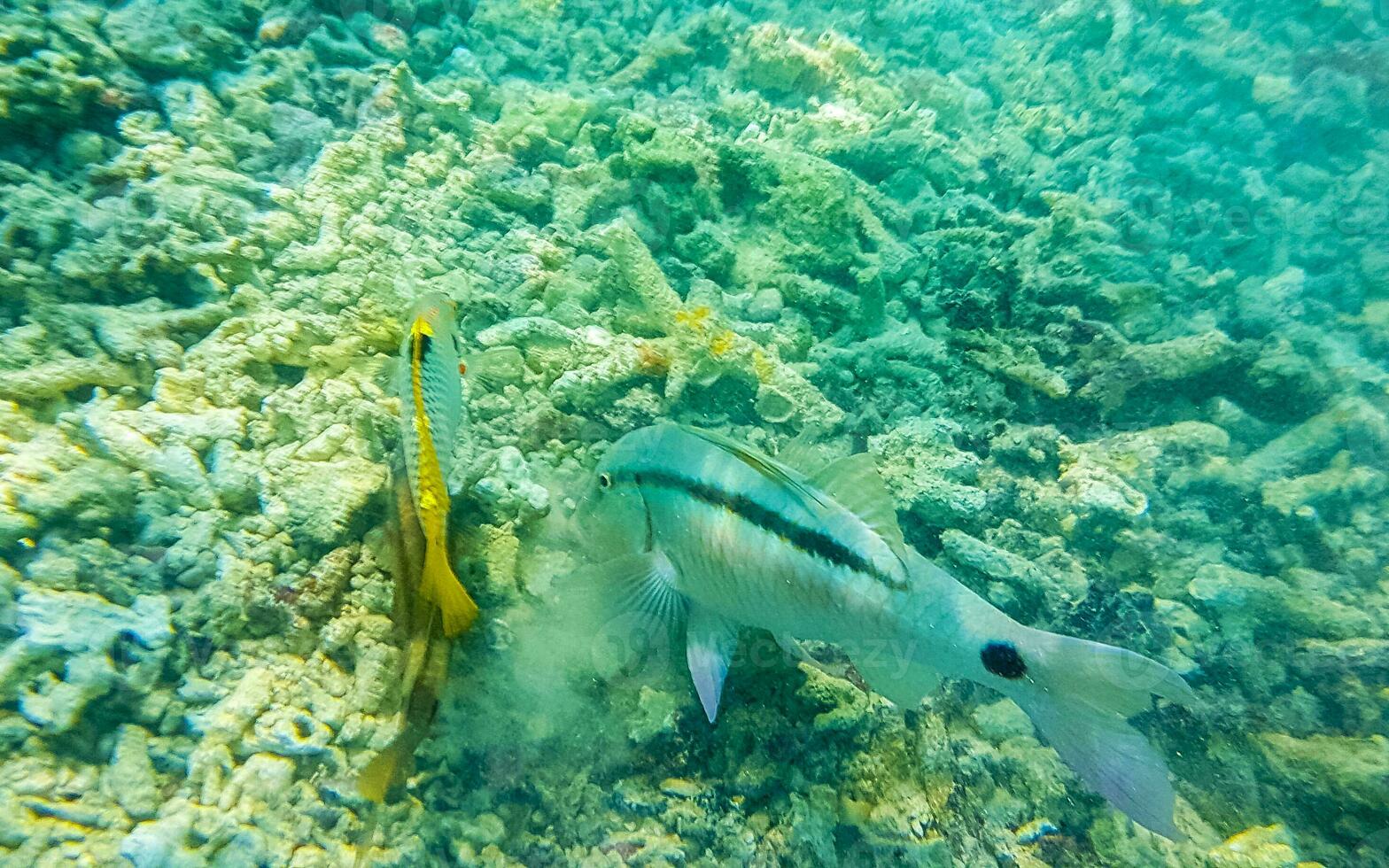 snorkeling embaixo da agua Visualizações peixe corais turquesa água Rasdhoo ilha Maldivas. foto