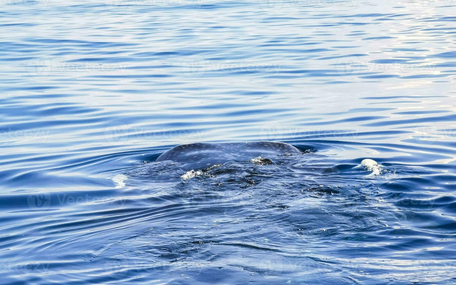 enorme tubarão-baleia nada na superfície da água cancun méxico. foto