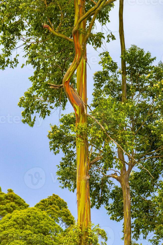 eucalipto árvore árvores colorida latido montanhas e florestas costa rica. foto