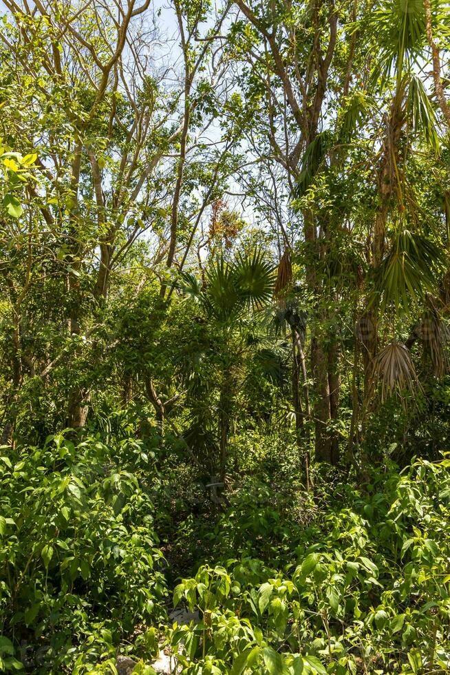 tropical floresta selva natureza caribe exótico Palma árvores plantas México. foto